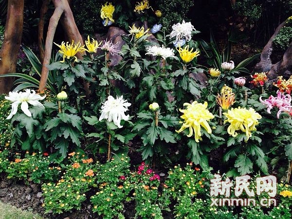 2013秋季花展9月27日至10月27日在上海植物園舉辦