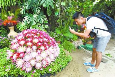 廣東華南植物園將舉辦“南非風情帝王花展”