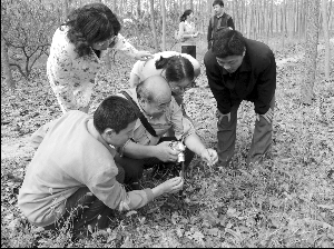 江蘇 沿海 植物庫(kù) 生物多樣性 中國(guó)風(fēng)景園林網(wǎng)