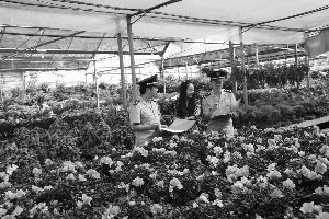 花卉博覽會(huì) 花木抵押貸款 融資模式 花木企業(yè)