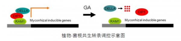 植物菌根共生轉(zhuǎn)錄