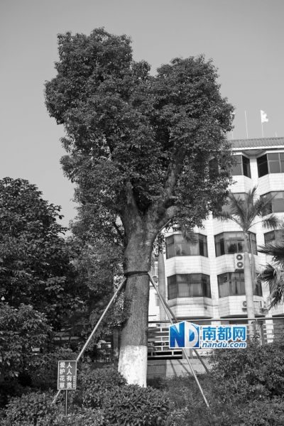 黃麻布社區(qū)辦公樓附近的天價樟樹。南都記者 陳文才 攝 
