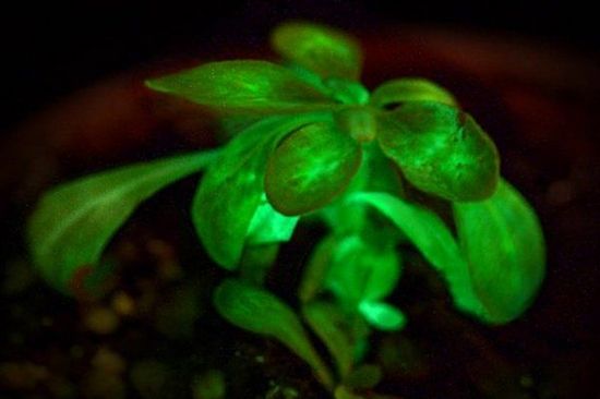 自發(fā)光植物