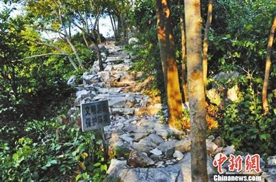 退休老人在山頂修的路