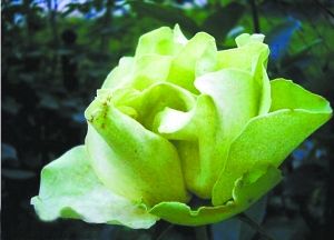 月季新品種“綠野”。