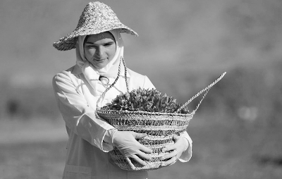 克什米爾婦女收獲藏紅花