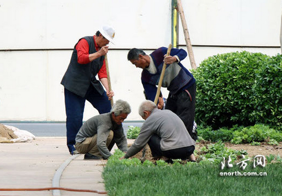 幾名工作人員正在緊張的對沿線的綠色植物進行種植養護