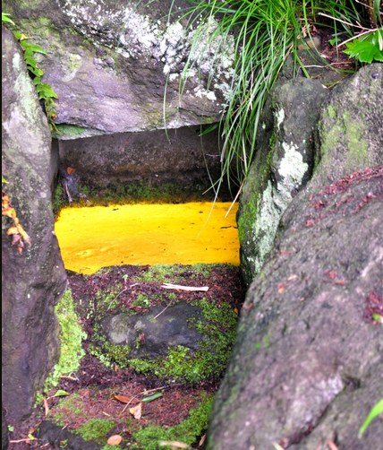 在陽光的照射下便金光閃閃的“金光藻”