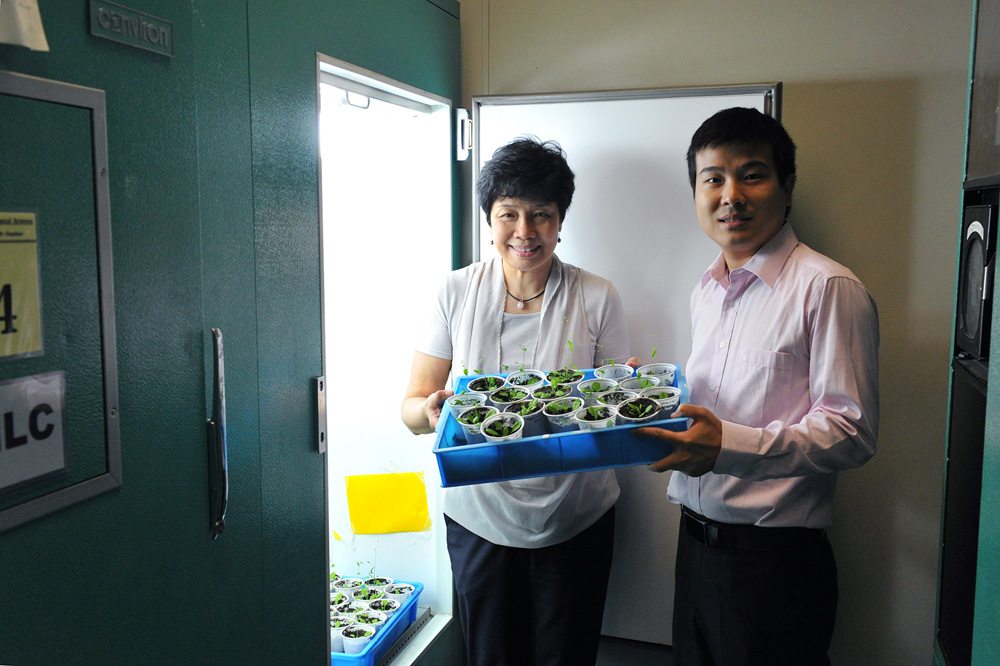 港大研轉(zhuǎn)基因助植物抗凍