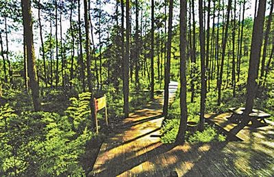 環境優美的紫林山森林公園