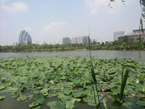 鹽城市聚龍湖公園藍藻治理