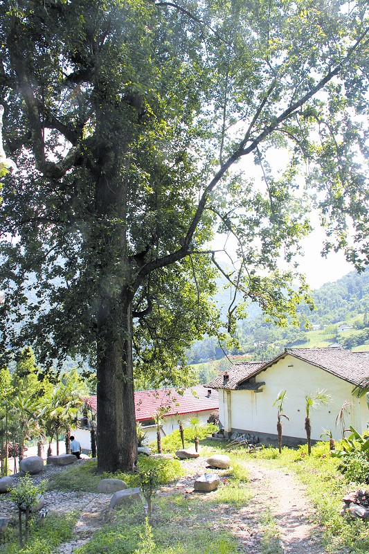 大樹右側的房屋為李光新家的老宅子,現已拆除。