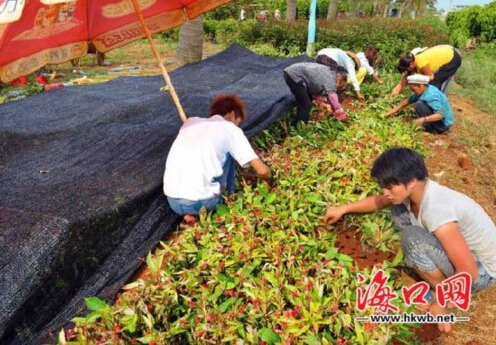 花農在種植花卉。