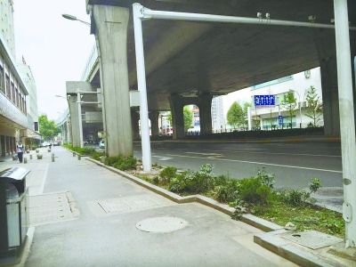 沿著發展大道自西向東約200米路段，其綠化帶中栽種了一些低矮雜亂的灌木叢，未見綠樹