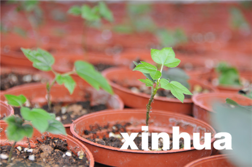 在三峽苗圃研究中心育苗蔭棚，通過實驗室組培成功的三峽特有植物楓香長勢喜人