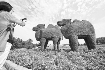 山東煙臺市民正在拍攝“駱駝”大型植物雕塑