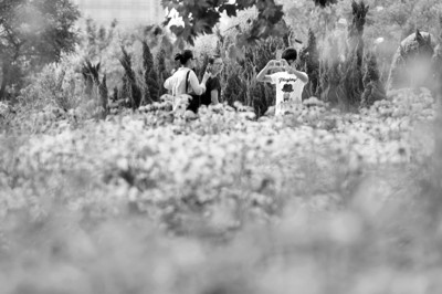 山東煙臺市民正在花海中游玩