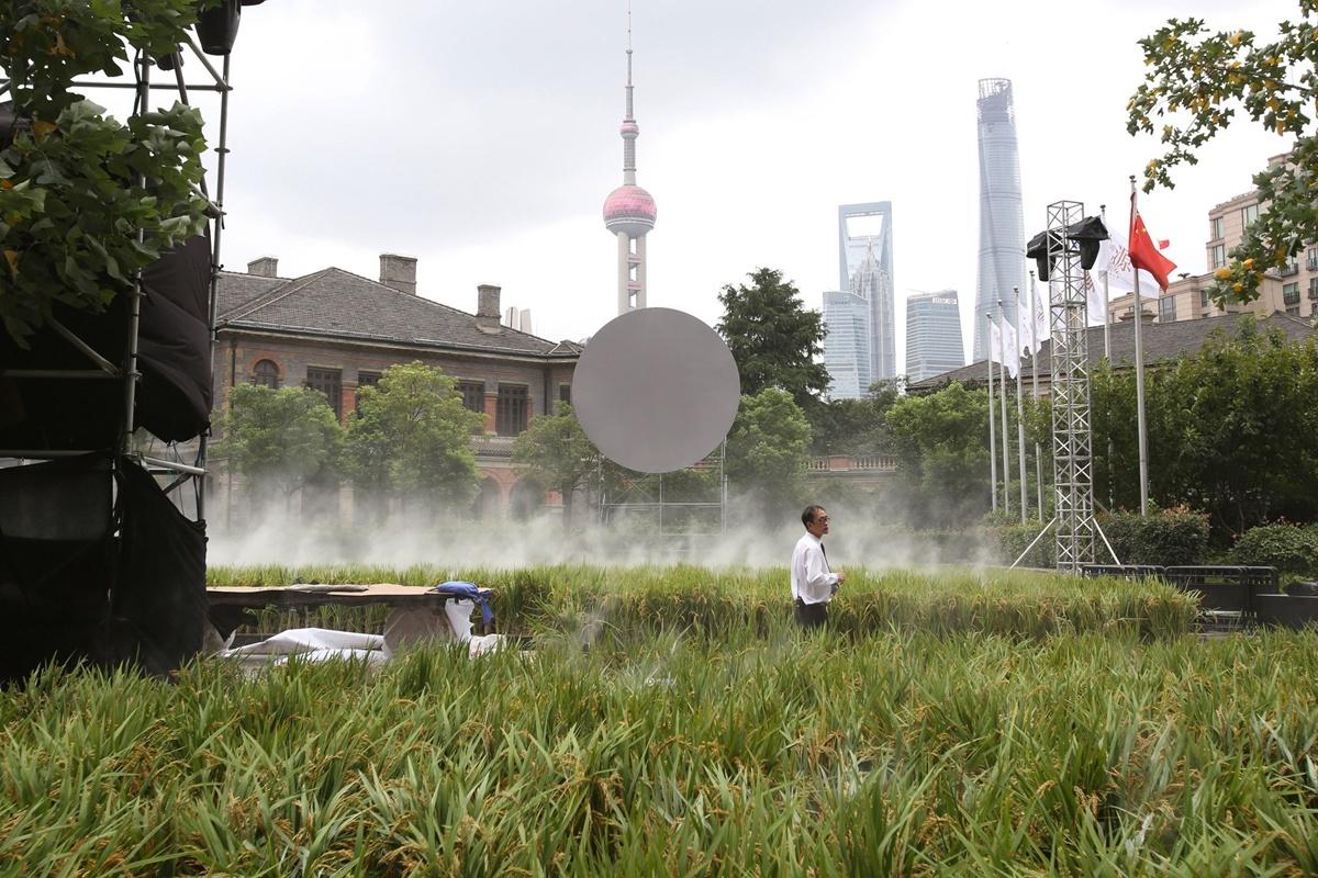 水稻景觀