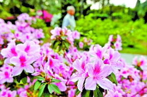  17新樹(shù)種添靚花城