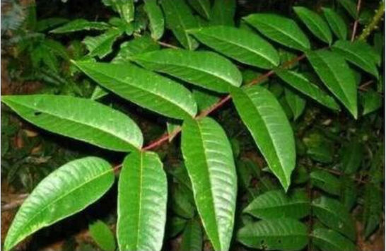 云南植物馬錢果實(shí)