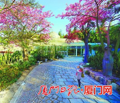 今年是美麗廈門戰略規劃實施元年，在市委市政府的高度重視下，按照市市政園林局的部署，廈門園林植物園正圍繞“青山碧海、紅花白鷺”大花園城市戰略，以植物引種馴化為核心，以植物專類園區建設為抓手，為鷺島的園林綠化發展、生態文明建設先行先試添磚加瓦。