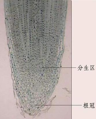 英國科學(xué)家發(fā)現(xiàn)已知最古老植物根尖干細胞群