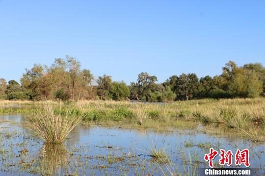 新疆阿勒泰濕地河谷風(fēng)光秀美 野生動植物頻現(xiàn)