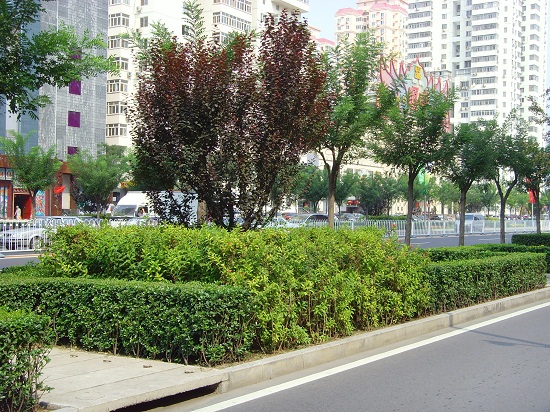 北京奧運中心區(qū)整體道路景觀系統(tǒng)規(guī)劃設計