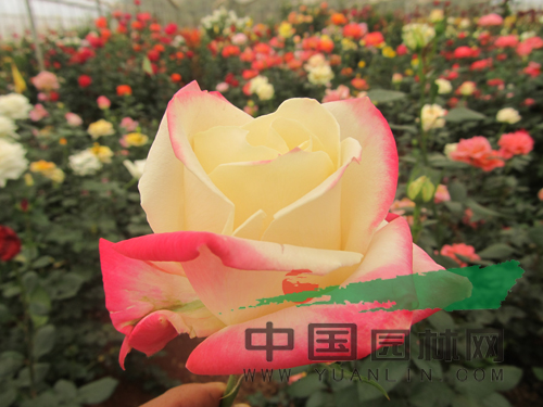 云南8個(gè)月季新品種通過初審