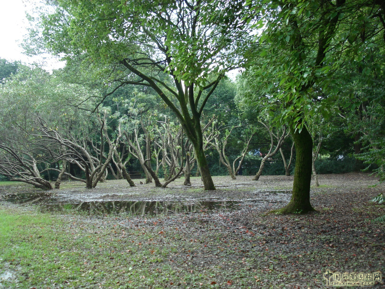 南京林業(yè)大學風景園林學院社會實踐活動（二）
