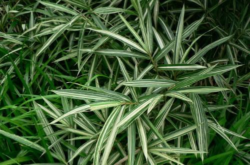 26種竹類植物整理（下）