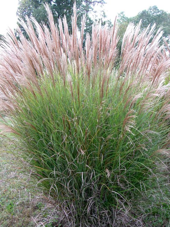芒屬植物簡(jiǎn)介