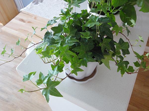 可除室內甲醛的八種植物