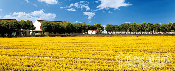 無錫明申農業特色品種黃金枸骨，圓彩化中國的夢