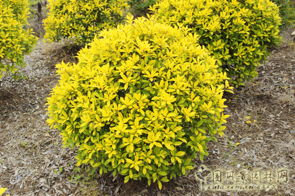 無錫明申農業特色品種黃金枸骨，圓彩化中國的夢