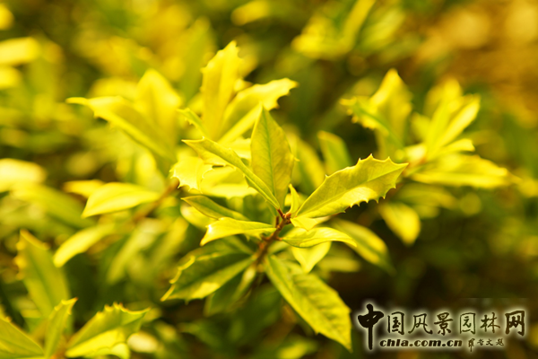 無錫明申農業特色品種黃金枸骨，圓彩化中國的夢