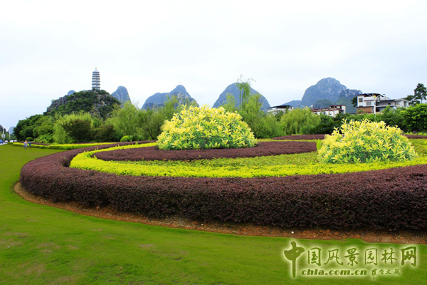 無錫明申農業特色品種黃金枸骨,圓彩化中國的夢
