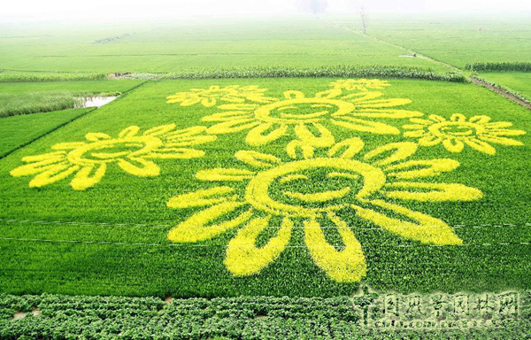 無錫明申農業特色品種黃金枸骨,圓彩化中國的夢