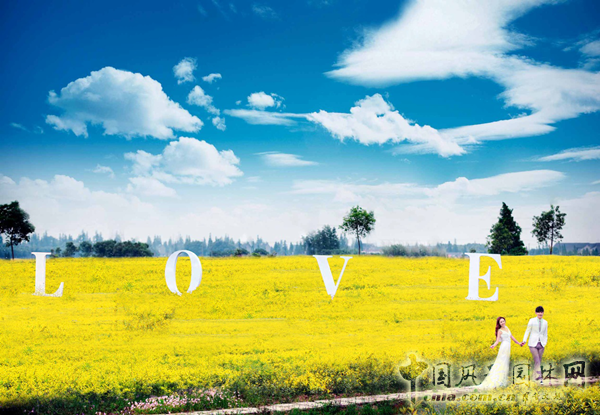 無錫明申農業特色品種黃金枸骨,圓彩化中國的夢