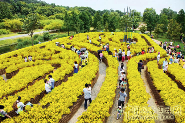 無錫明申農業特色品種黃金枸骨,圓彩化中國的夢