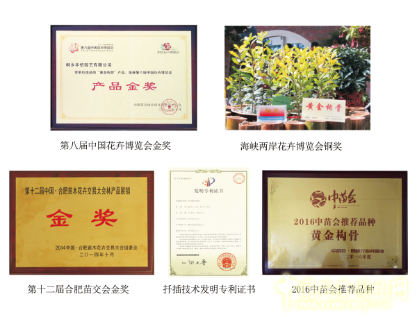 無錫明申農業特色品種黃金枸骨,圓彩化中國的夢