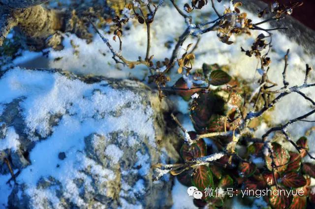 墨爻盆景作品：片片互玲瓏，飛揚(yáng)玉漏終。——《山澗小雪》