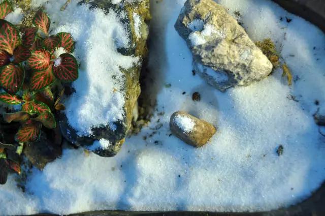 墨爻盆景作品：片片互玲瓏，飛揚(yáng)玉漏終。——《山澗小雪》