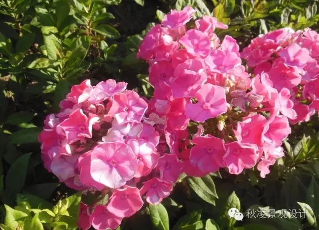 50種常見(jiàn)宿根花卉