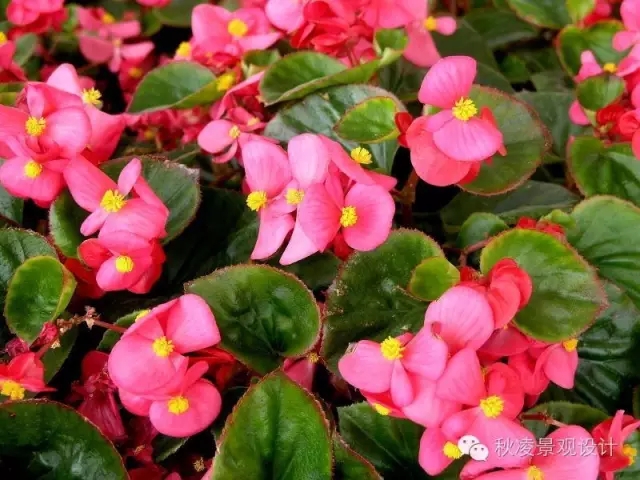 50種常見(jiàn)宿根花卉