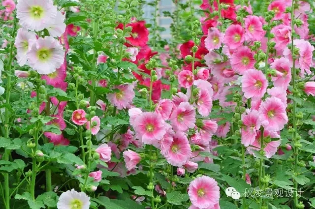 50種常見(jiàn)宿根花卉