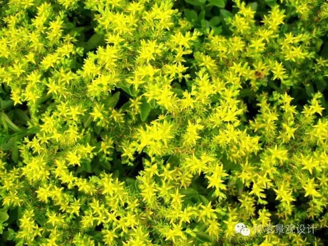 50種常見(jiàn)宿根花卉