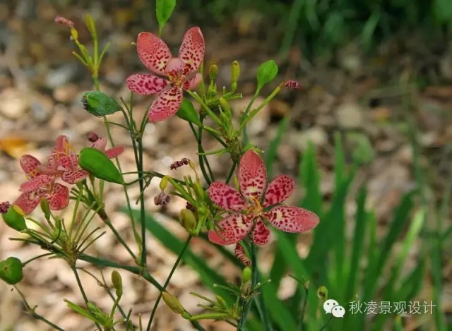 50種常見(jiàn)宿根花卉