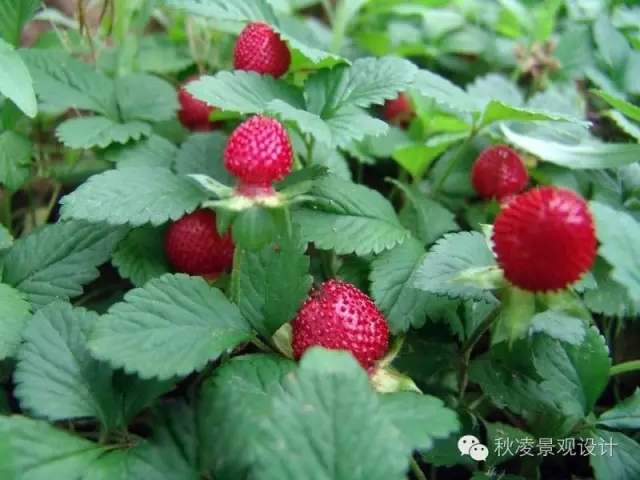 50種常見(jiàn)宿根花卉