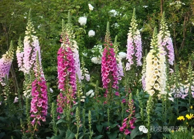 50種常見(jiàn)宿根花卉